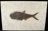 Diplomystus Fish Fossil - Wyoming #15126-1
